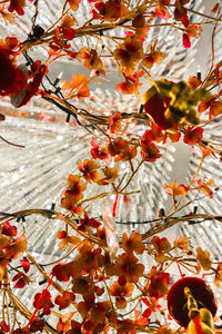 Low angle view of maple tree