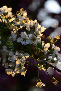 Close-up of white flowering plant