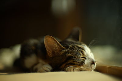 Close-up of cat lying on bed