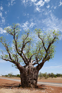 Tree in landscape against sky