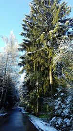 Trees in forest during winter