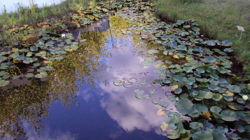 Reflection of trees in pond