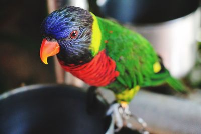 Close-up of rainbow lorikeet