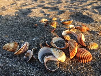 High angle view of seashells on beach