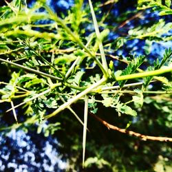 Close-up of fresh green plant