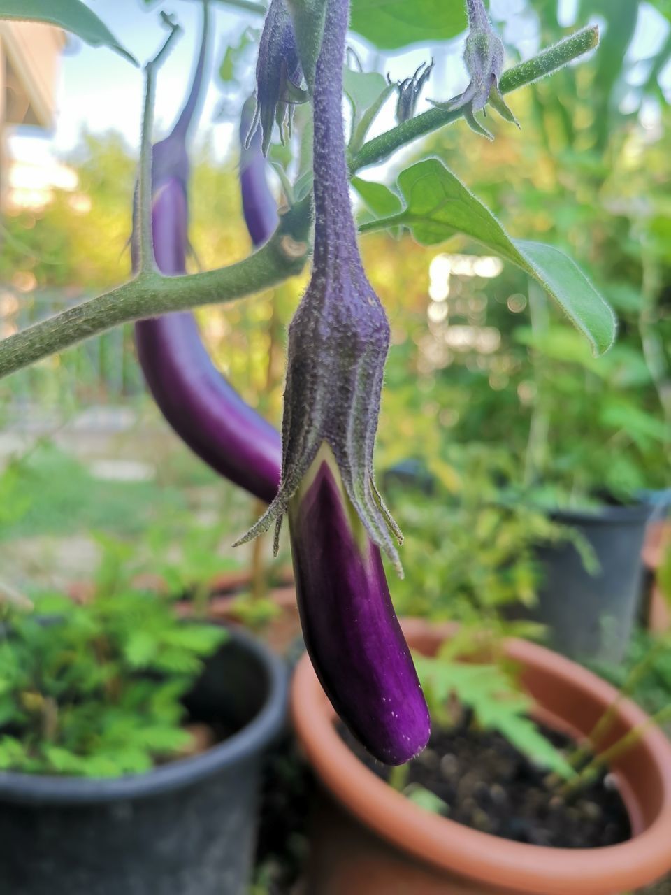 CLOSE-UP OF PURPLE POTTED PLANT HANGING ON POT