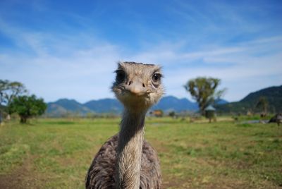 Close-up portrait of ostrich on field against sky