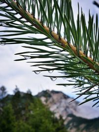 Close-up of fresh plant against sky