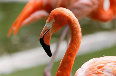 Close-up of a bird