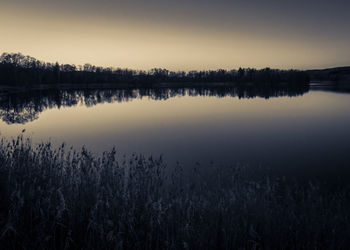 Reflection of trees in water