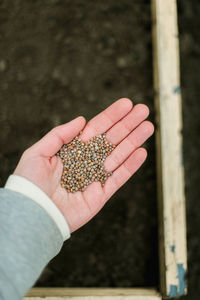 Cropped hand of man holding plant