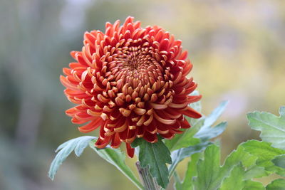 Close-up of red  chrysanthemum flower