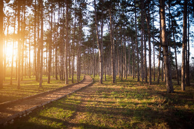 Pine trees in forest against sky