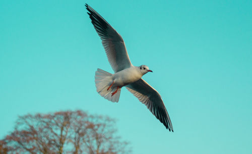 Black headed gulls in winter plumage single close up in flight with wings outstretched soaring