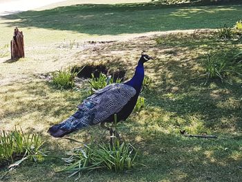 Close-up of peacock on field