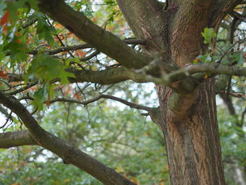 Low angle view of a tree