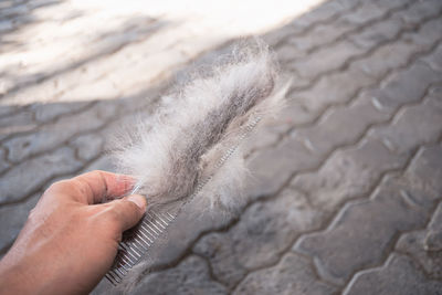 The dog's hair has fallen on a steel comb. the dog's fur has lost due to the lack of proper care.