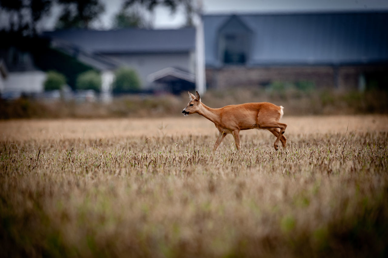 VIEW OF HORSE ON FIELD