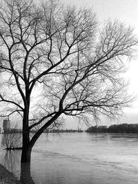 Bare tree by sea against sky
