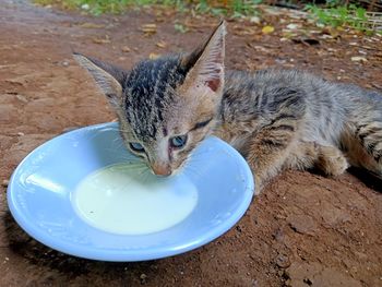 High angle view of cat eating