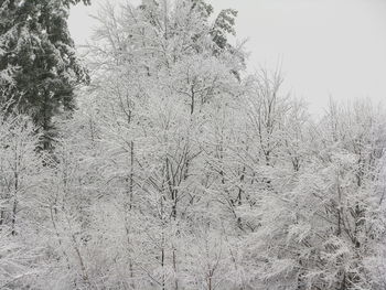 View of trees on snow covered field