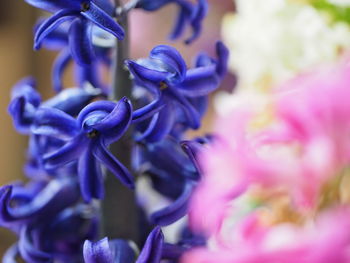 Close-up of purple blue flower