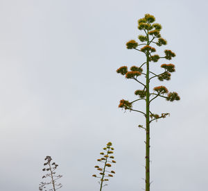 A gigantic pita flower, typical plant of the almeria desert, spain