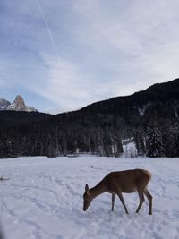 Horse standing on snow covered field against sky