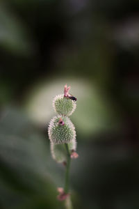 Close-up of thistle on plant