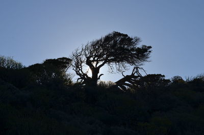 Low angle view of silhouette trees against clear sky