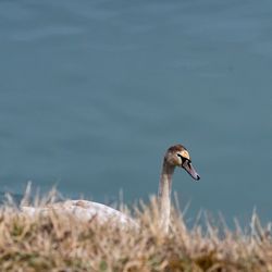 Bird in a lake