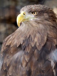 Close-up of eagle