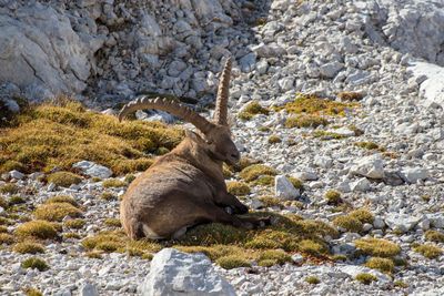 Side view of deer relaxing on rock