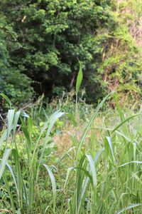 Close-up of plants growing on land