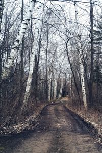 Bare trees in forest against sky