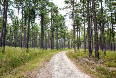 Road amidst trees in forest