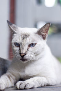 Close-up of cat sitting