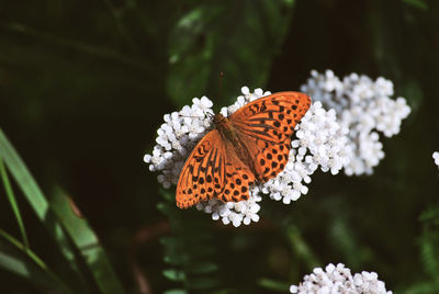 Close-up of butterfly on flower