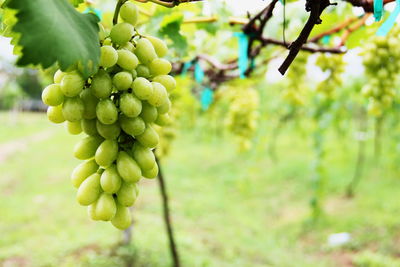 Close-up of grapes growing in vineyard