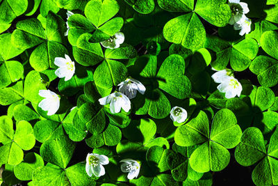 Full frame shot of plant