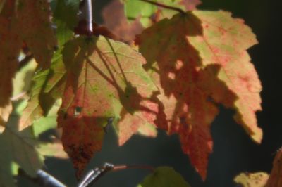 Close-up of maple leaves on branch