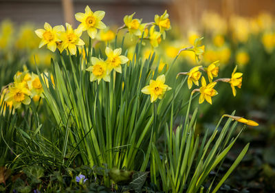 Close-up of flowers blooming in field