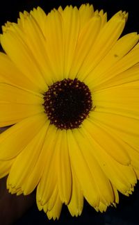 Close-up of yellow black-eyed flower