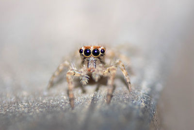 Close-up of spider