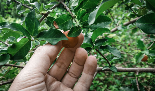 Midsection of person holding plant