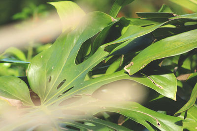 Close-up of wet plant leaves