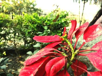 Close-up of red flowers