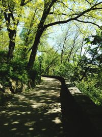 Walkway amidst trees against sky