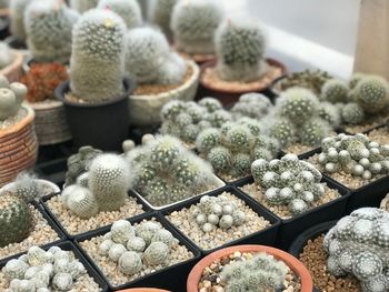 High angle view of potted cactuses for sale in greenhouse