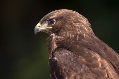 Close-up of eagle